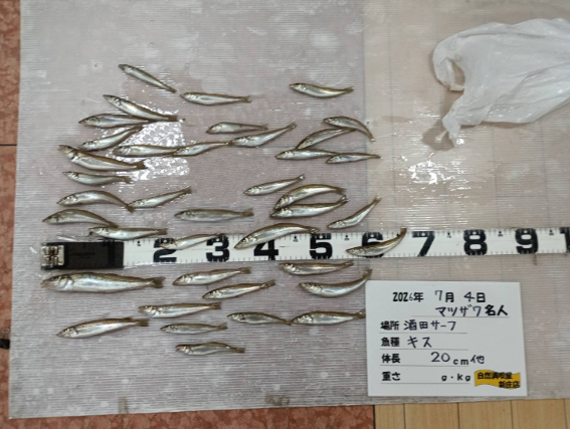 キスの釣果写真